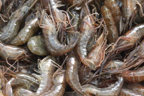 King Prawns - Uncooked  500g (approx 12-15)