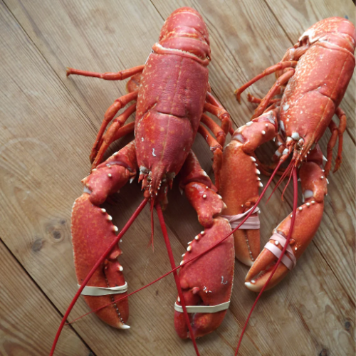 Lobster - Cooked 520/620g (live weight)